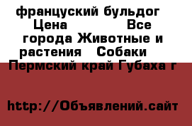 француский бульдог › Цена ­ 40 000 - Все города Животные и растения » Собаки   . Пермский край,Губаха г.